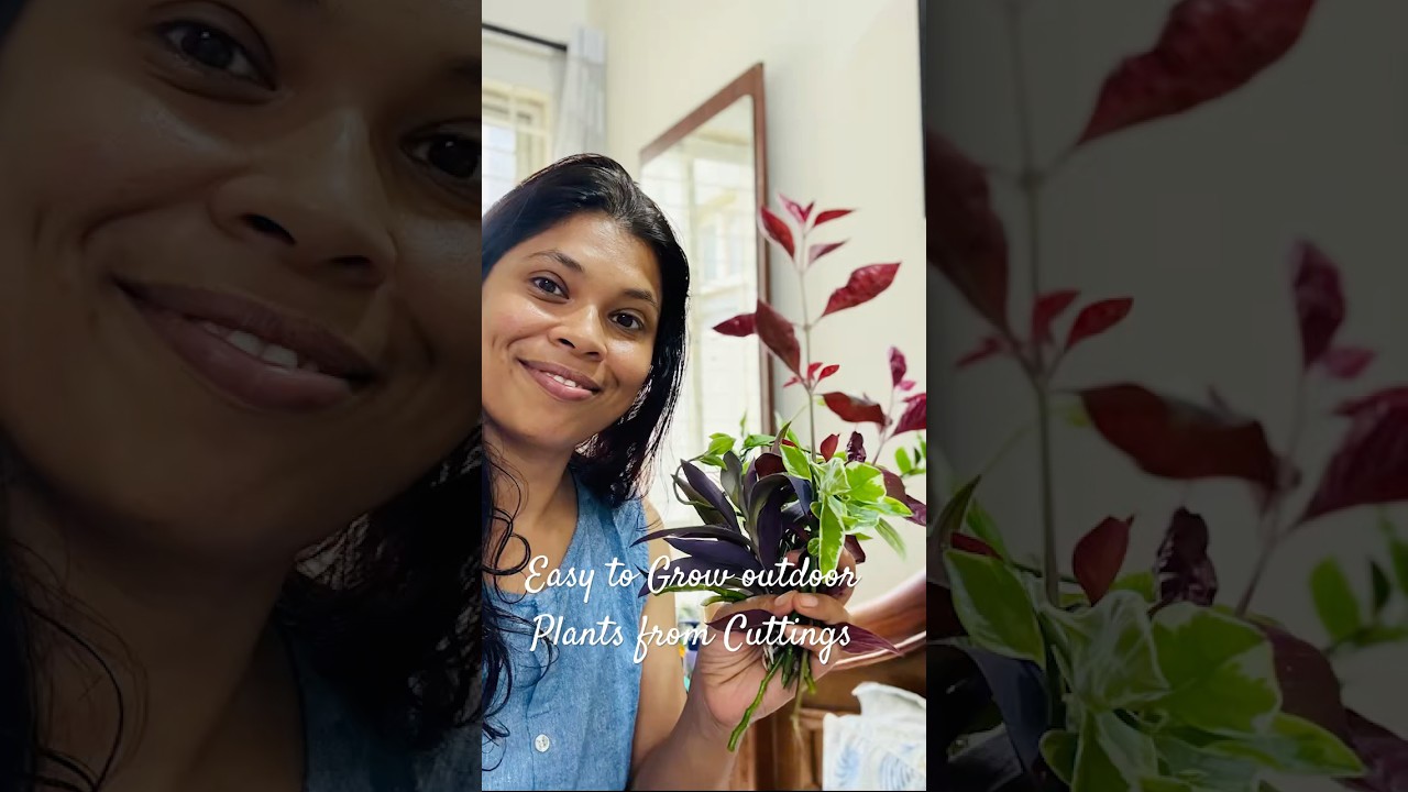 Easy to grow outdoor Plants