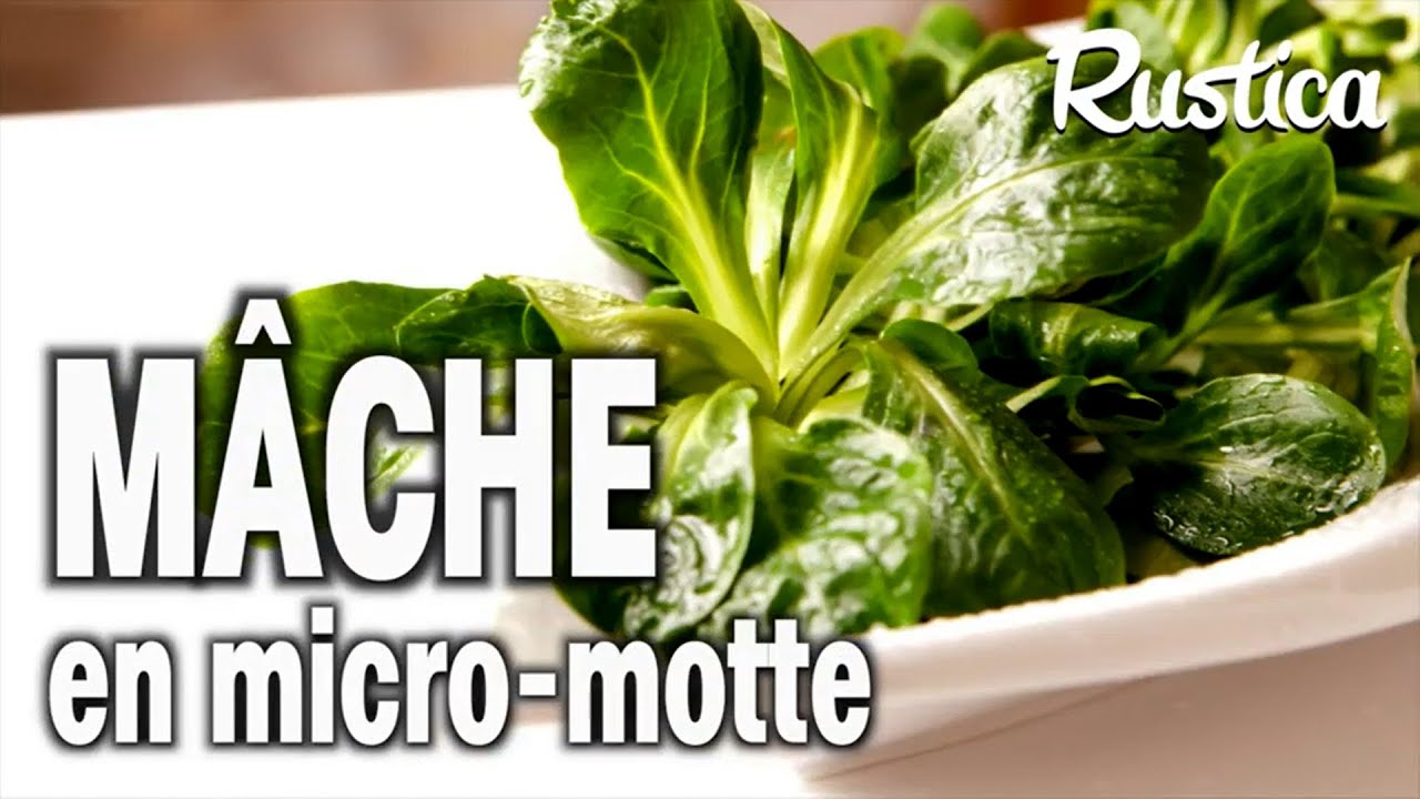 Des mâches toute l'année