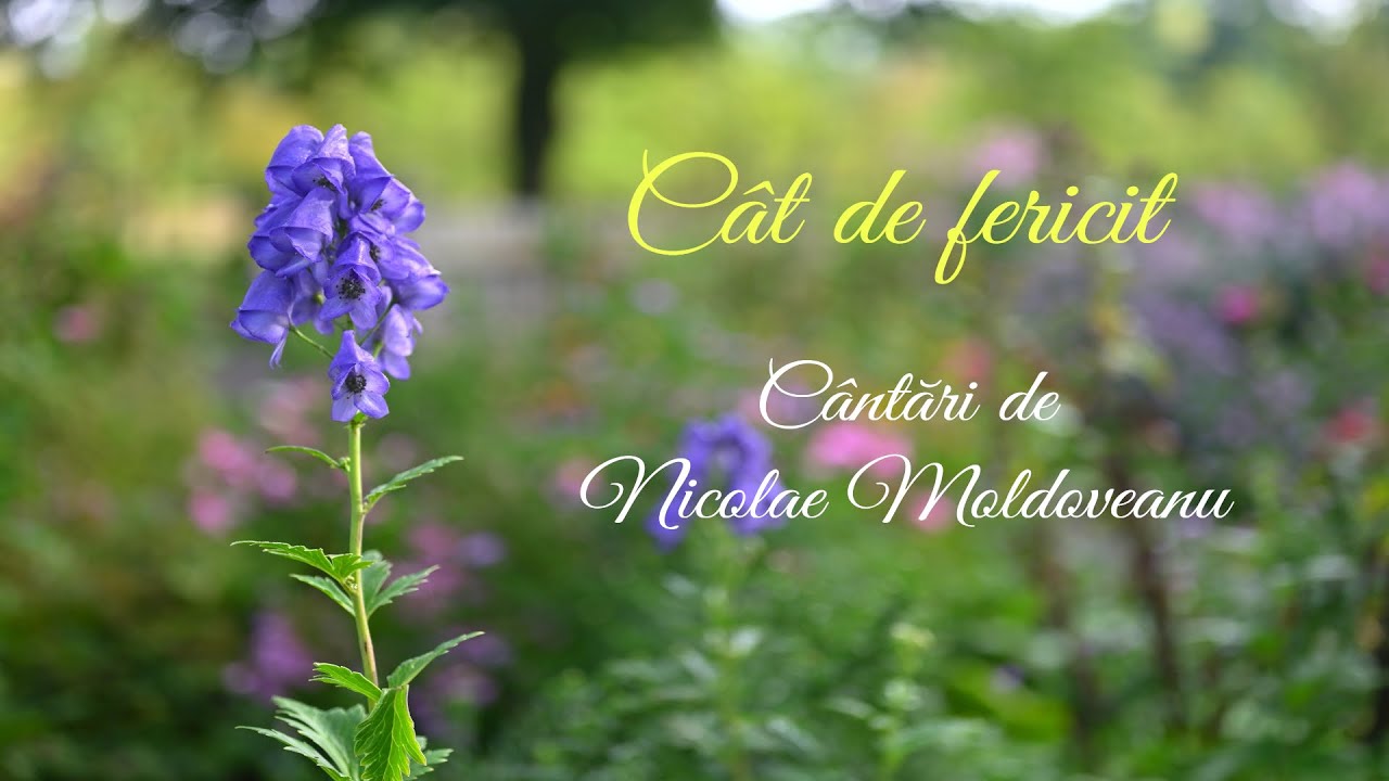 Cât de fericit | Colaj cântări Nicolae Moldoveanu