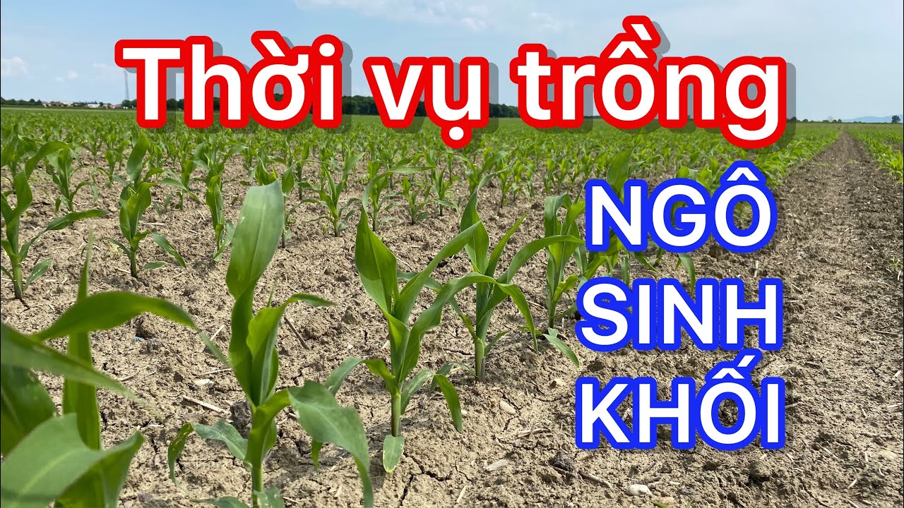 THỜI VỤ TRỒNG NGÔ SINH KHỐI THÍCH HỢP? Tại sao phải trồng ngô đúng thời vụ? Cuộc sống tại nước Áo.