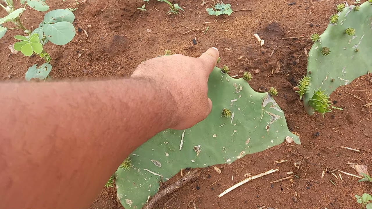 NAO COMETA ESSE ERRO NA HORA DE PLANTAR PALMA
