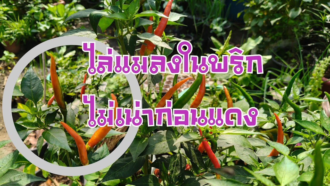 ฉีดไล่แมลง ไล่เพลี้ยให้พริก ไม่เน่าก่อนแดง เม็ดใหญ่ ต้นแข็งแรง ทำสัปดาห์ละครั้ง