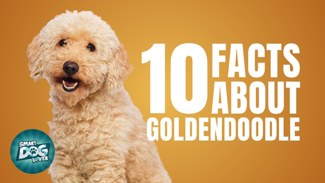 10 Facts About Goldendoodle | Dogs 101 - Goldendoodle Dog Breed Information