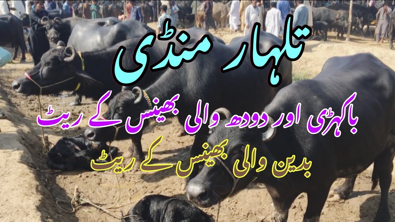 Talhar Bhains Mandi||Bakhri Bhains||Buffalo||Buffalo Mandi today update 2023