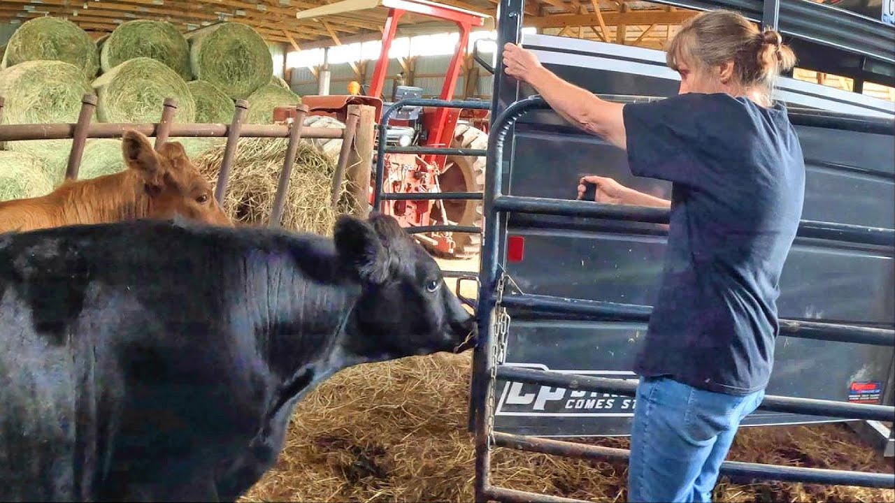 Loading Skittish Steers While the Herd Wails