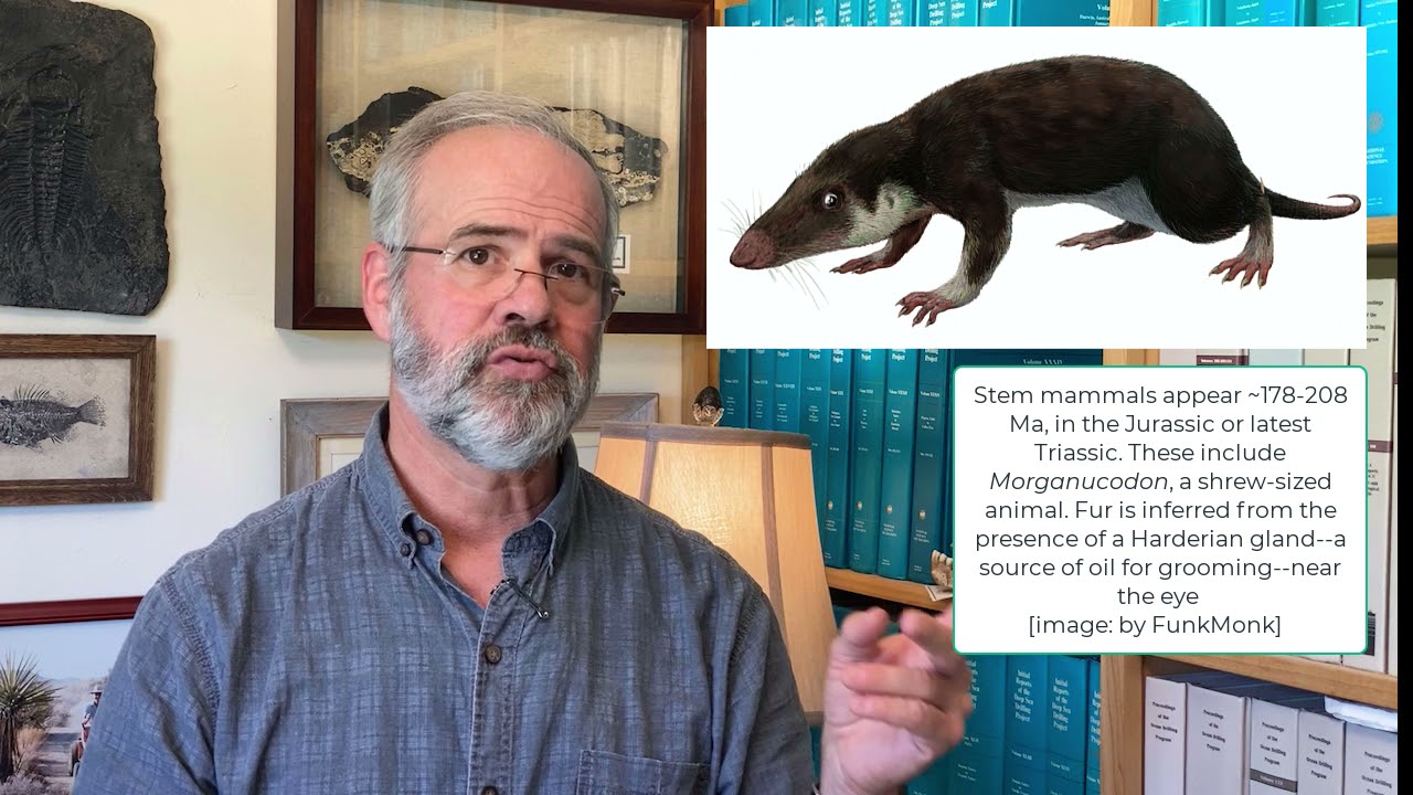 V37 Synapsids