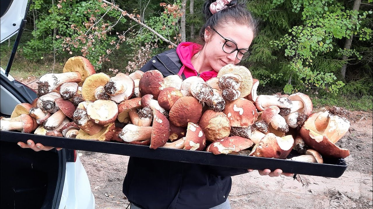 Sienimetsällä. Onko suomen paras Herkkutatti metsä Alastarolla?