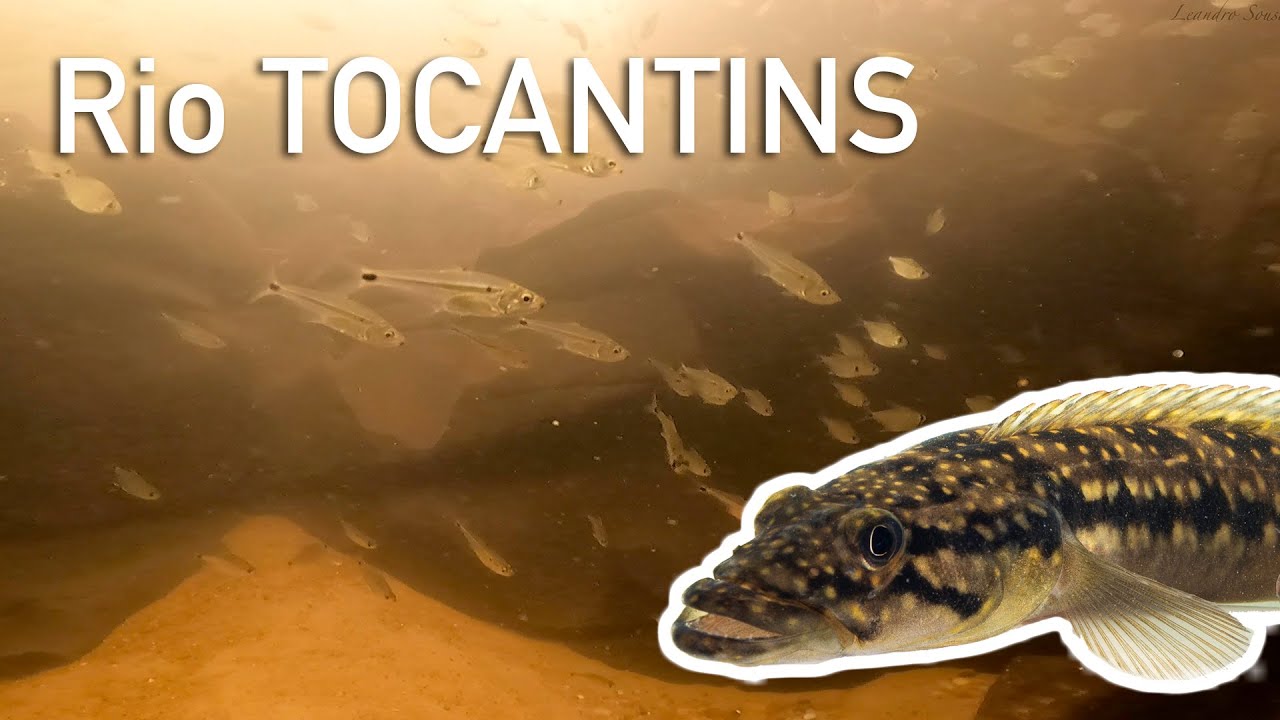 Mergulhando com milhares de peixes no Rio Tocantins