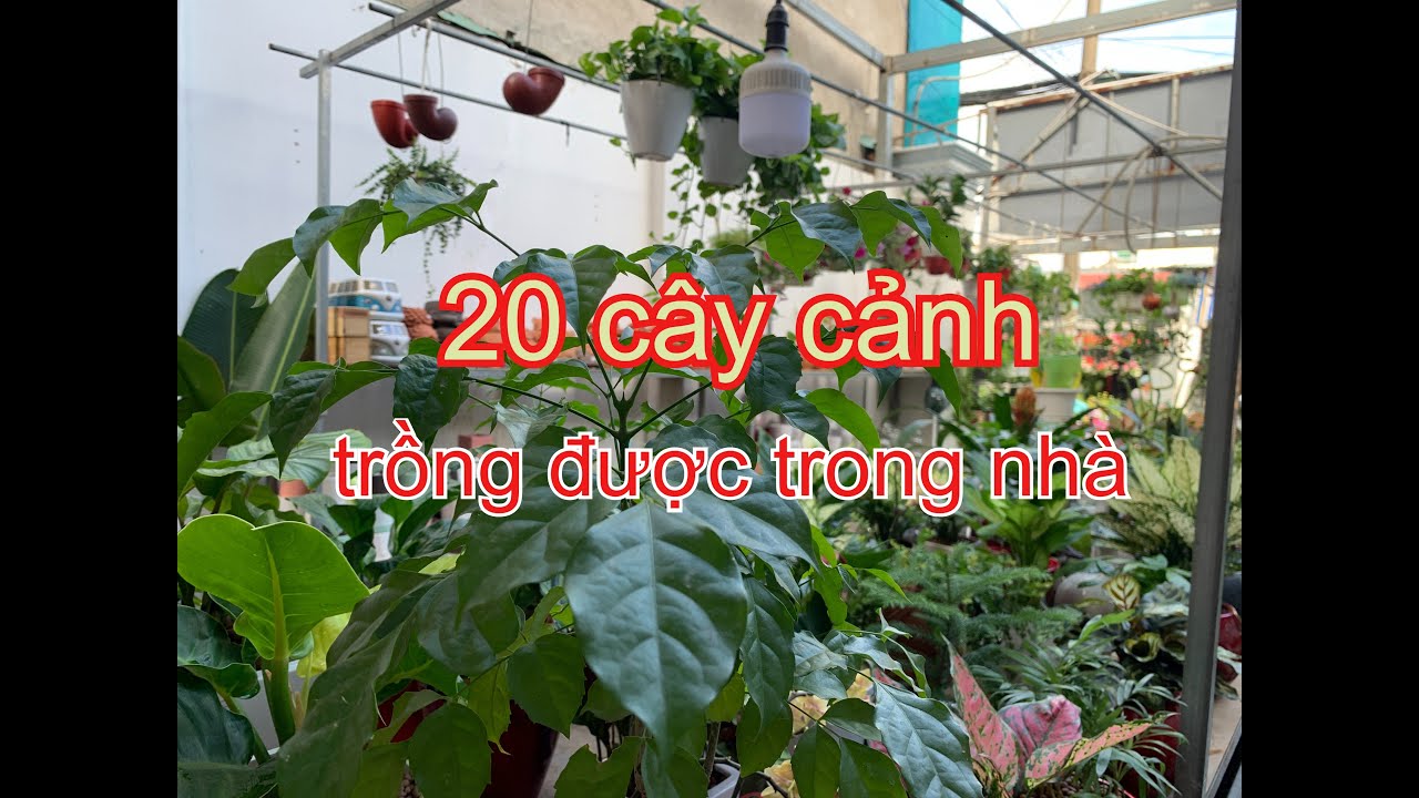 20 loài cây cảnh trồng được trong nhà. 05 lưu ý khi chăm | THÍCH TRỒNG CÂY TV