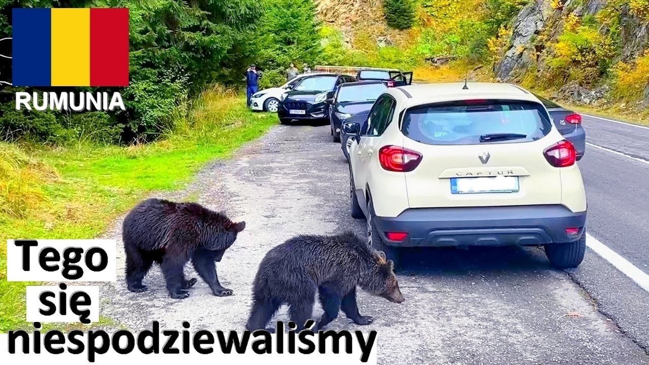 NIEDŹWIEDZIE w Górach Rumunii - Kamperem do Rumunii