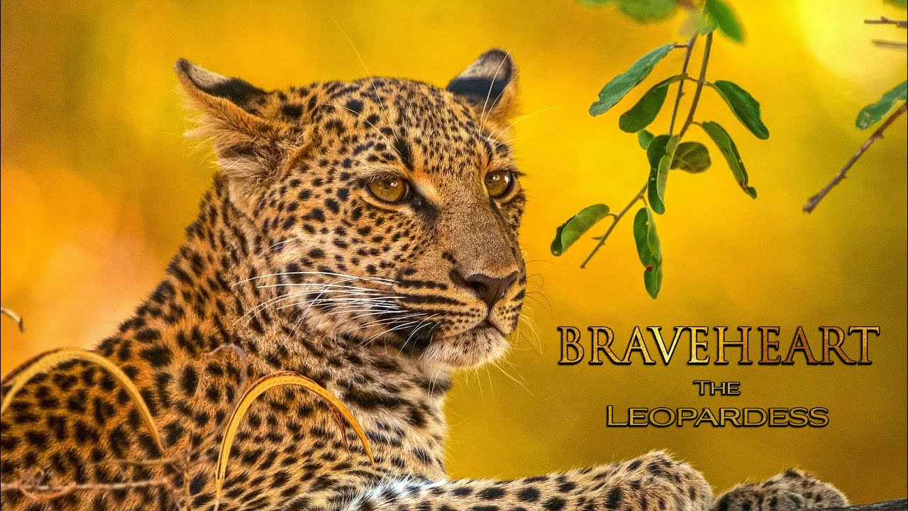 Храброе сердце: Леопардесса — тизер-трейлер 2025 года