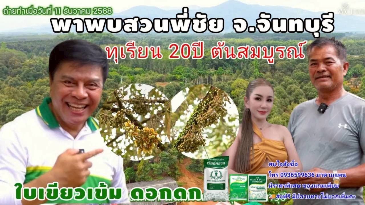 สามเกลอเวิล์ดแพลนท์ ช่วยต้นสมบูรณ์ ใบเขียวเข้มดอกออกดก คาดว่าได้ผลผลิต 60ตัน ที่สวนพี่ชัย จ.จันทบุรี