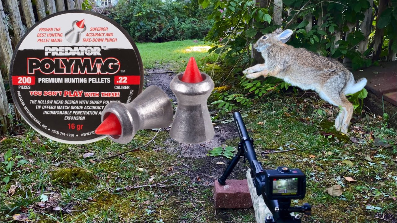 Rabbit hunt with Predator Polymag pellets