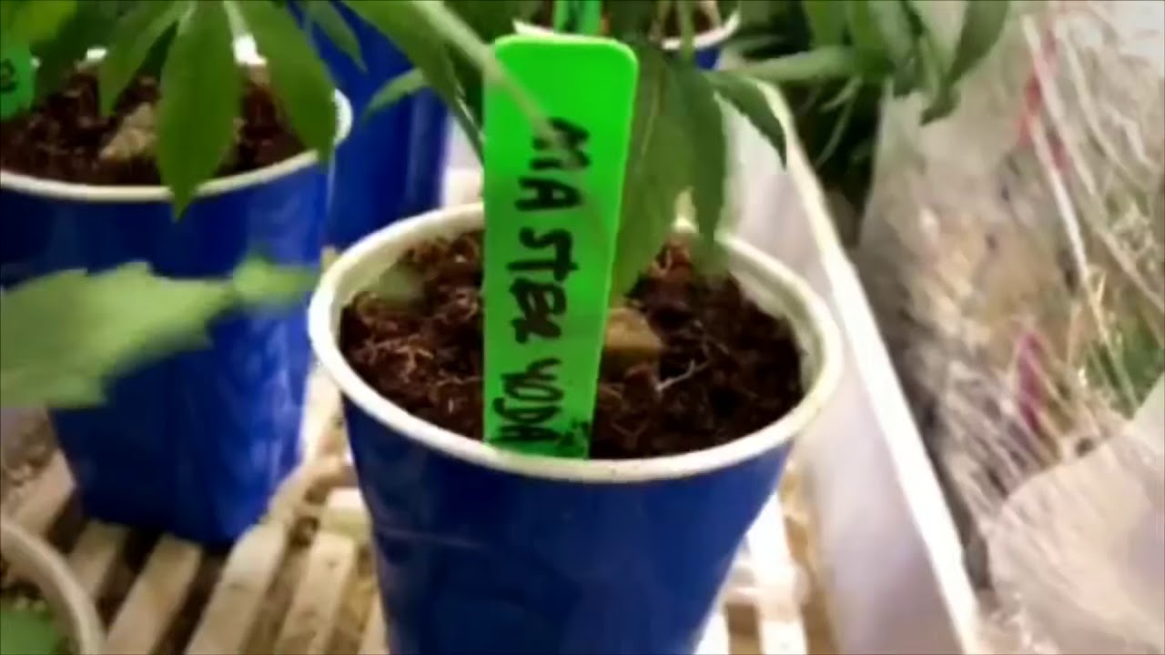 mjgeeks daily grow vlogs