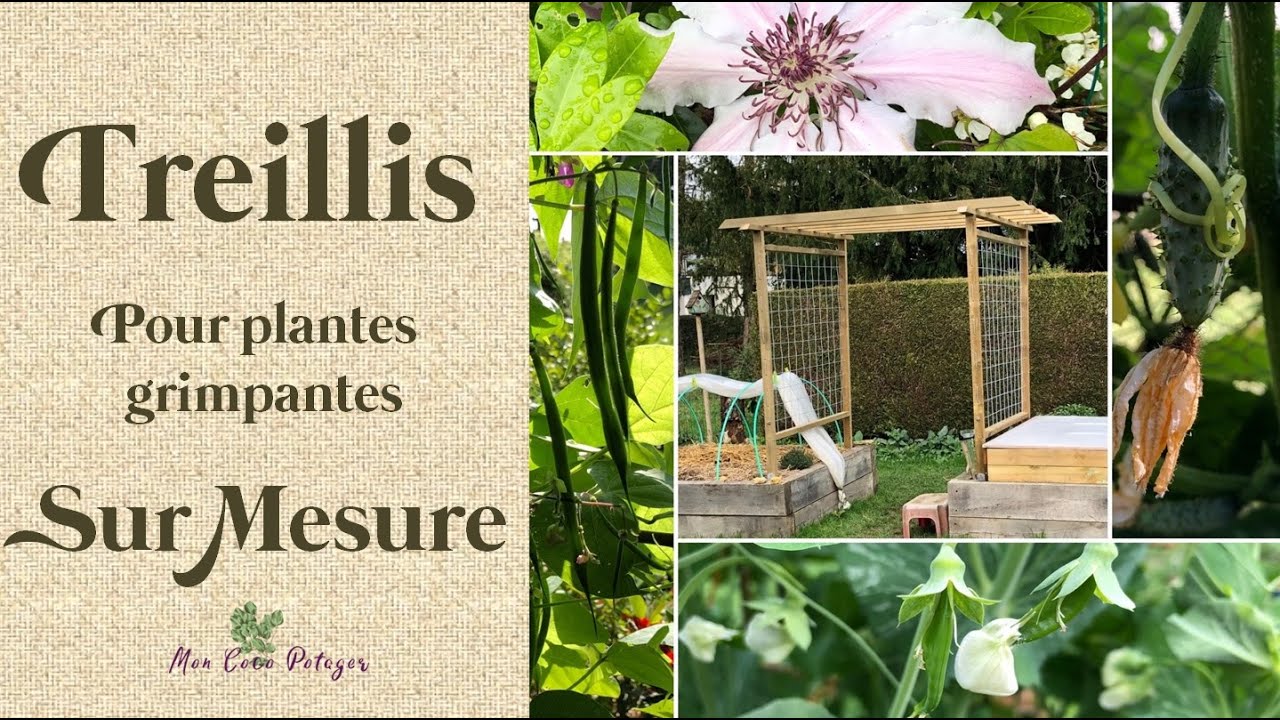 Pergola Treillis pour plante grimpante