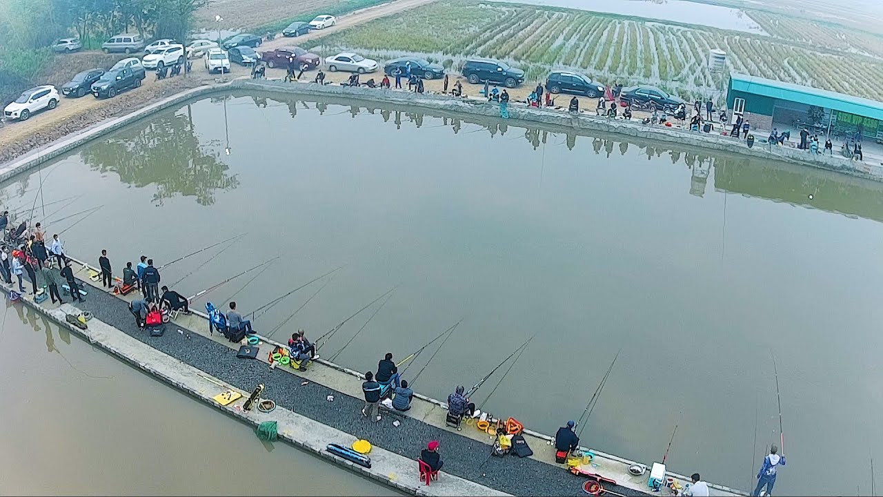 CÂU CÁ CHÉP MỚI: Câu Cá Chép Hồ Dịch Vụ