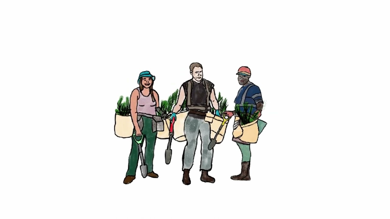 BC Timber Sales Seedling Services and Reforestation Activities