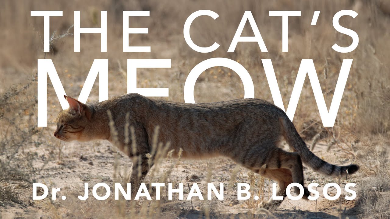 The Cat's Meow | Biodiversity Lecture Series with Jonathan Losos