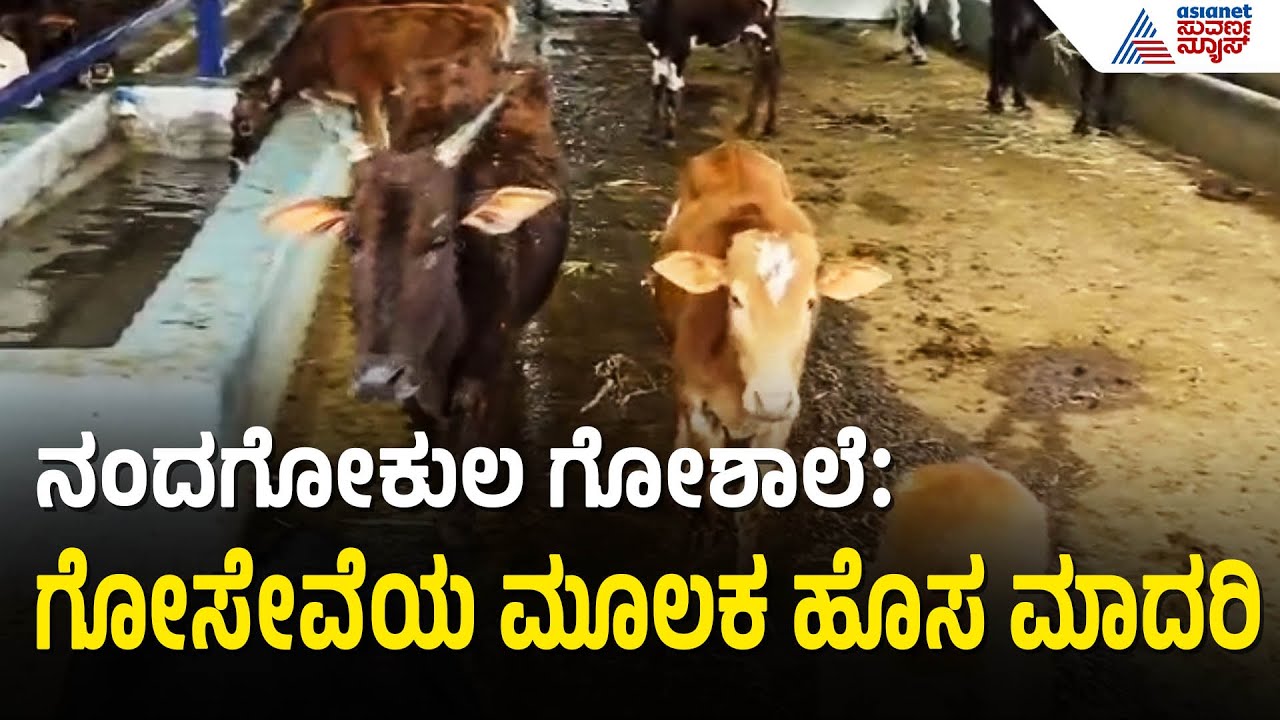 ಕಸಾಯಿಖಾನೆ ಪಾಲಾಗುತ್ತಿದ್ದ ಗೋವುಗಳ ರಕ್ಷಣೆ: ಶ್ಯಾಮ್ ಪ್ರಸಾದ್ ಸಾಹಸ | Chikkamagaluru Nandagokula Goshala
