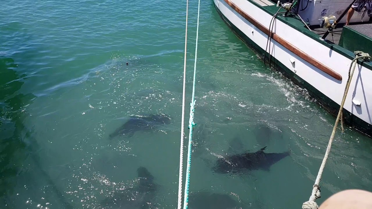 Giant trevelly waiting for scraps in rarotonga
