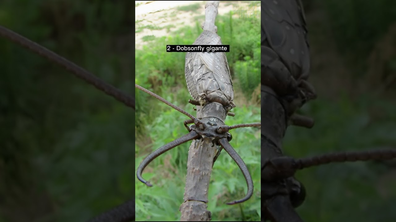 Os insetos mais raros do mundo part. 3🐛😯 