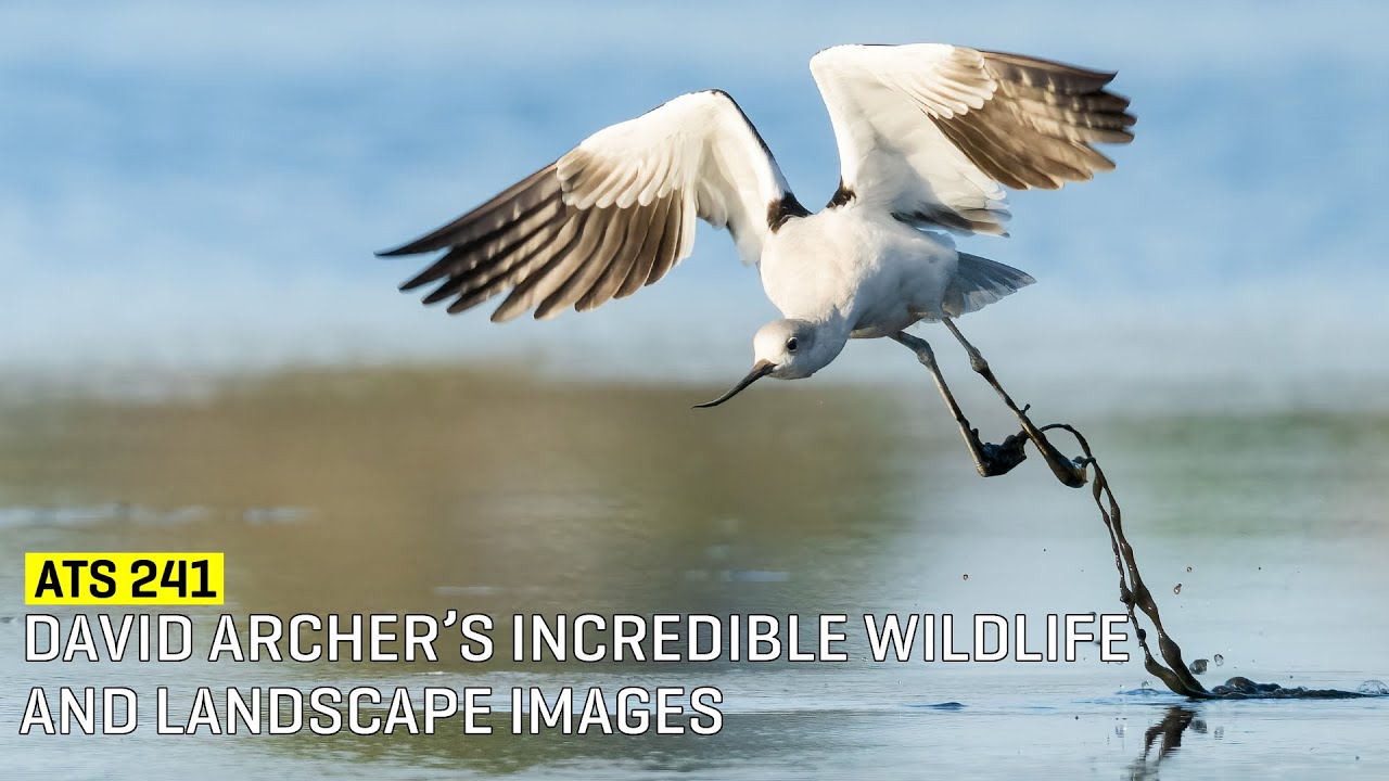 Approaching The Scene 241: David Archer’s Incredible Wildlife and Landscape Images