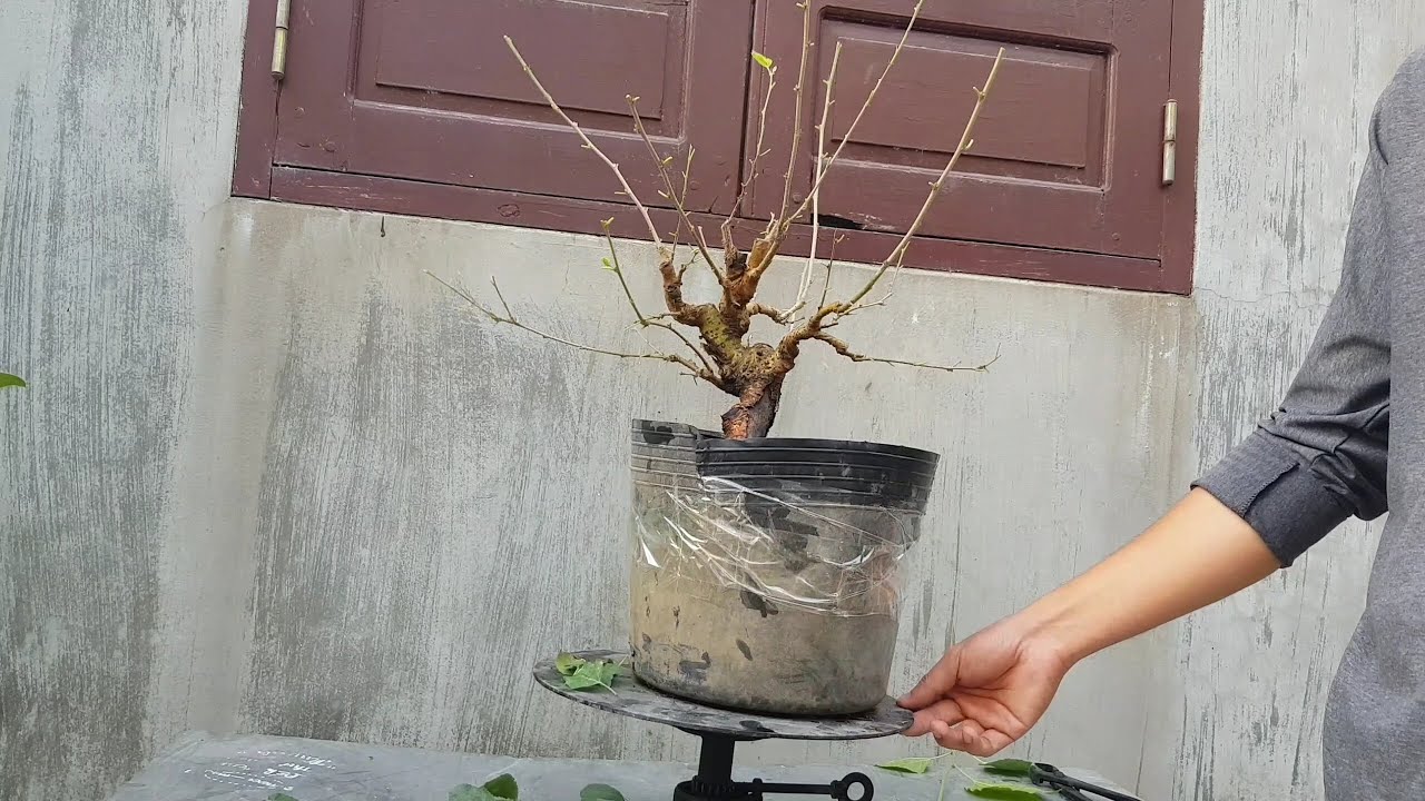 Pruning and shaping mulberry bonsai trees | Cắt tỉa tạo dáng cho cây bonsai dâu tằm