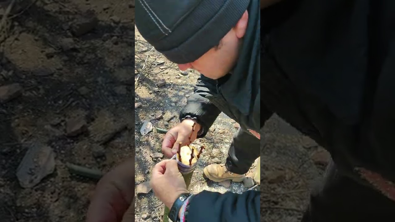 Как се пресажда кайсия