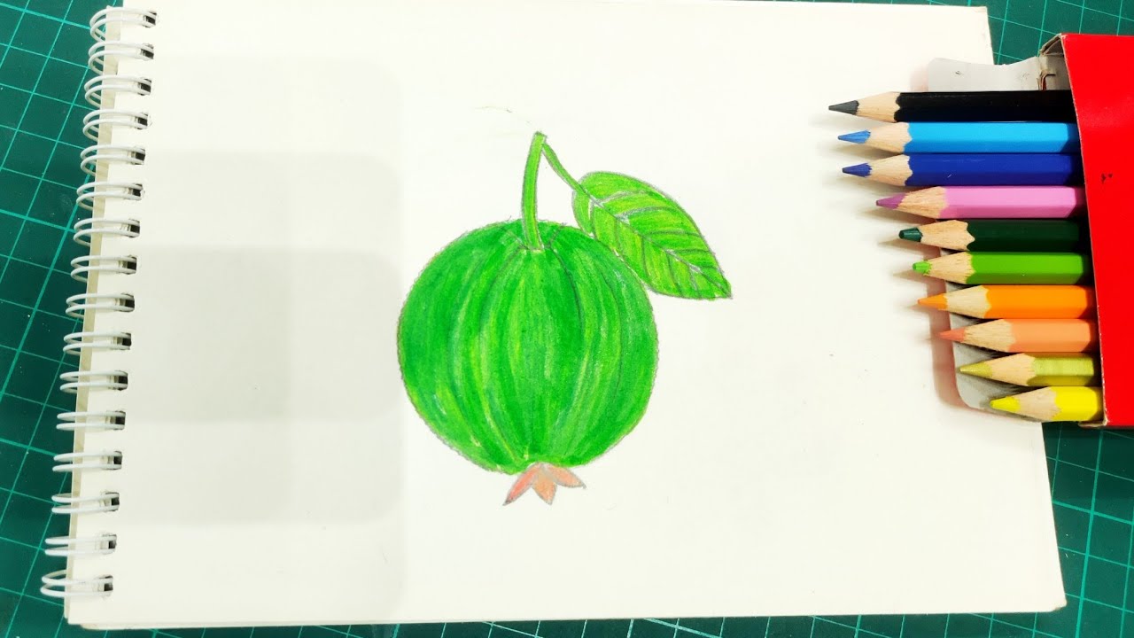 Guava Drawing Step By Step 
