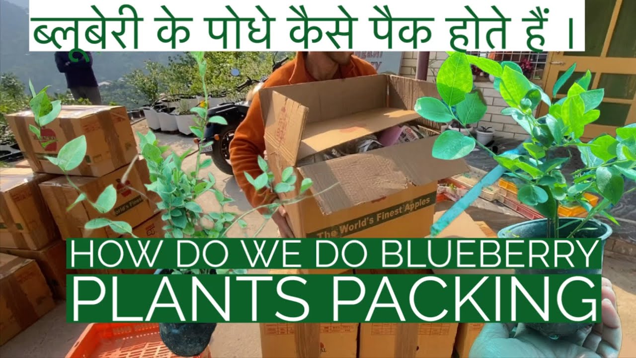How do we pack Blueberry Plants | ब्लूबेरी के पोधे कैसे पैक होते हैं । #blueberry #plants