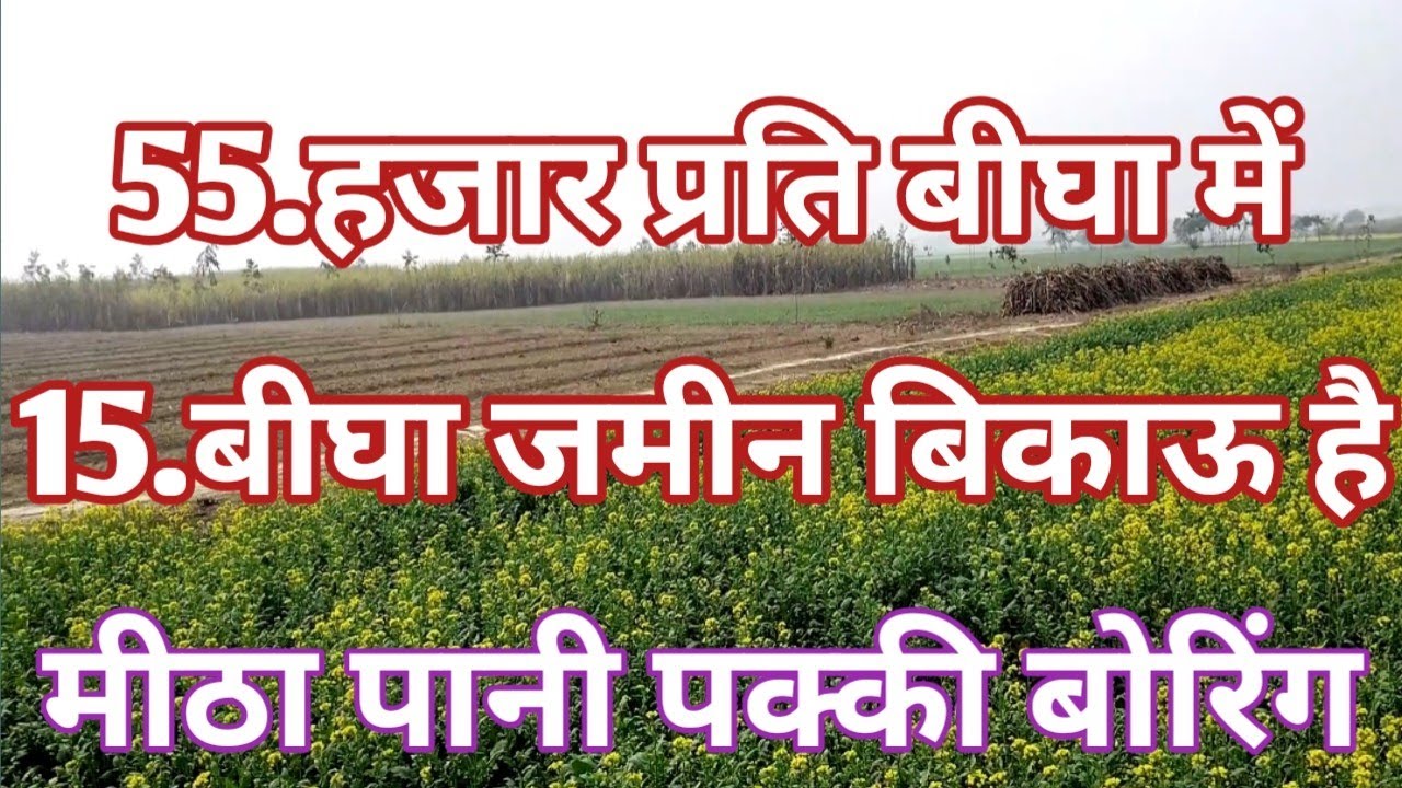 55.हजार रुपया प्रति बीघा बिकाऊ है कच्ची सड़क से लगी टोटल जमीन 15 बीघा है agriculture land for 