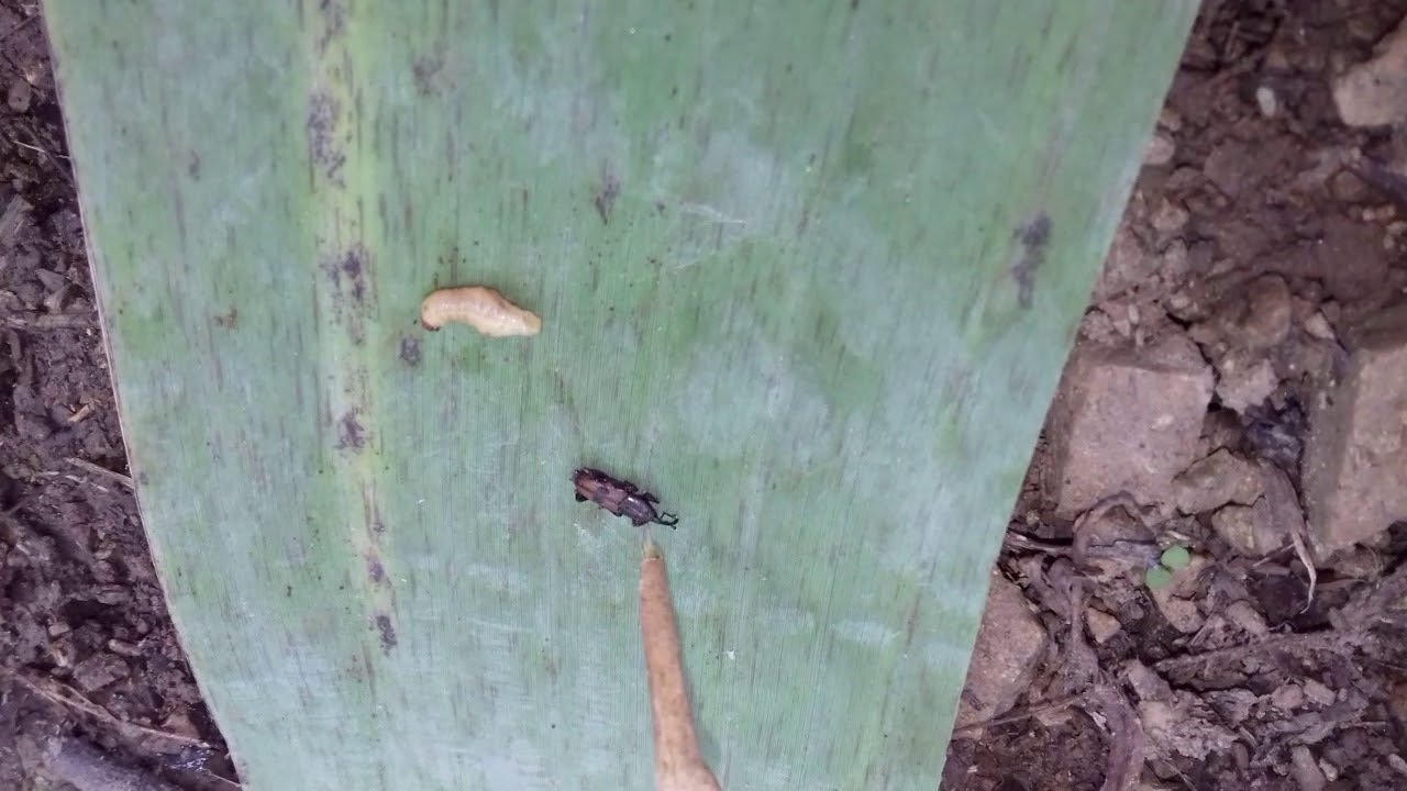 DIFERENCIA ENTRE LARVA Y EL GUSANO PICUDO EN EL CULTIVO DE PLÁTANO Y BANANO