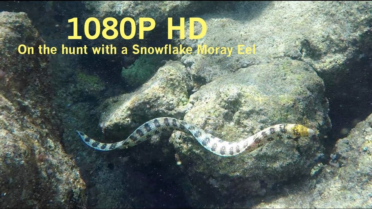 Snowflake Moray Eel Hunting Crabs