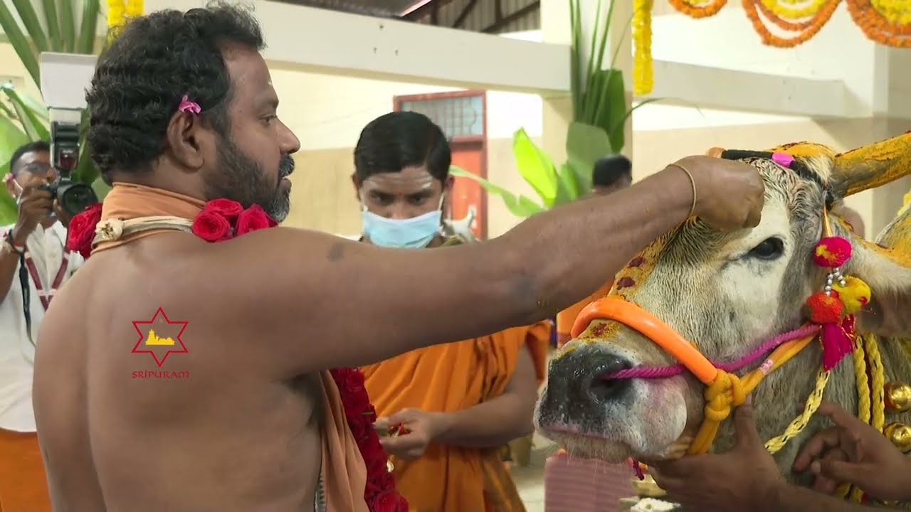 Beloved Sri Sakthi Amma performing Gho Pooja on Gho Pongal 15-01-2022