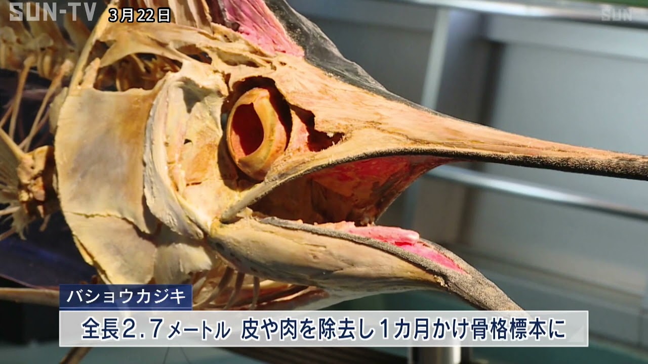 姫路で骨の標本を集めた企画展 全長2.7メートルの魚の骨も