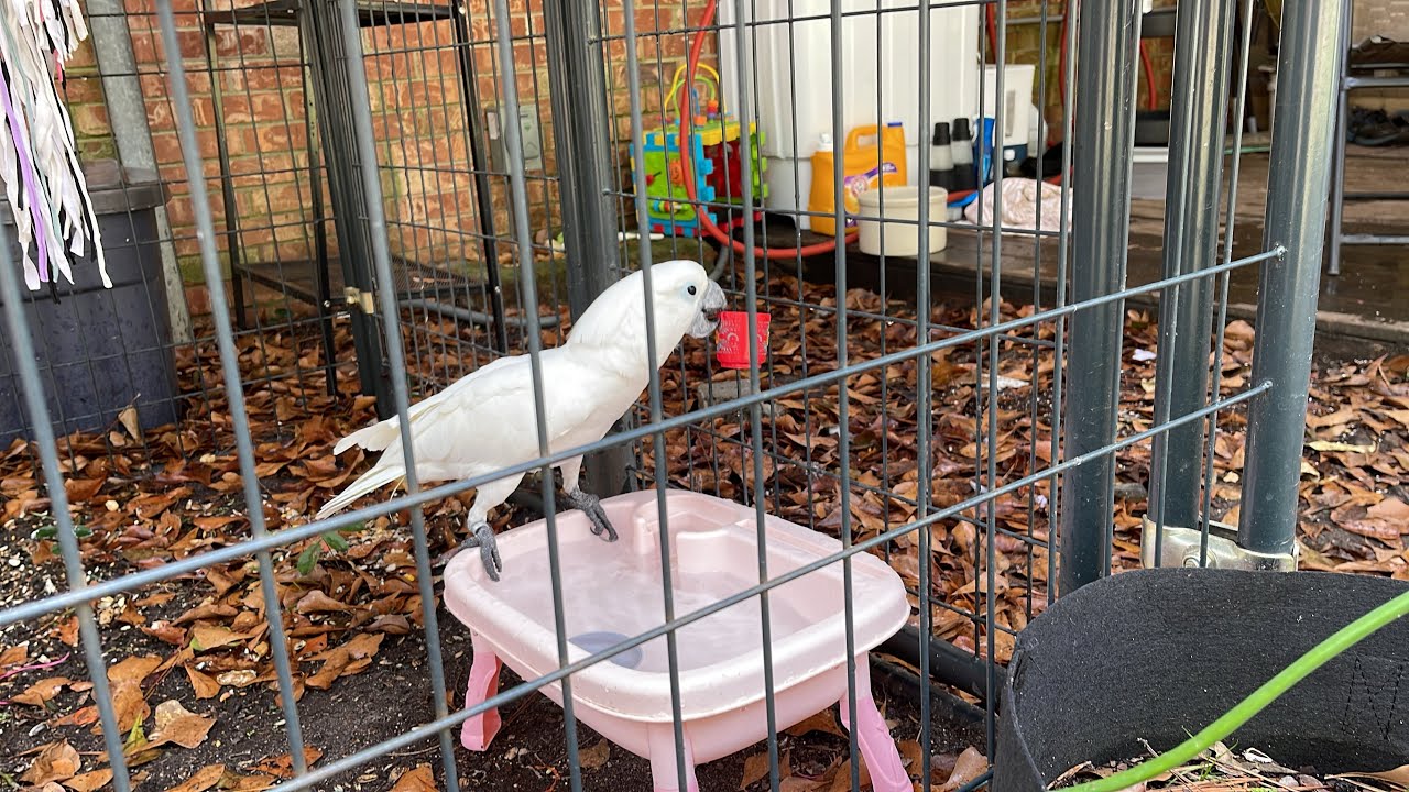 Эрл читал мне вслух | Автобус, благословения, купание после работы - Так свежо, вау - так горжусь!!