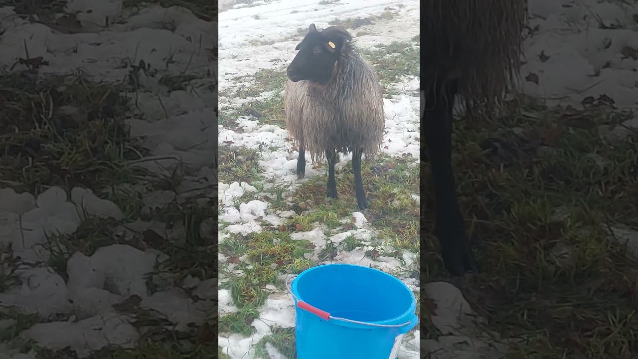 Schafe auf der Wiese