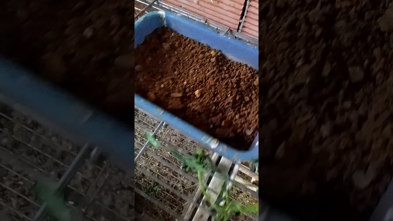 البرنامج الغذائي الذي اعتمد عليه في السلاكة لتربية المقنين (الحسون)  ووبعض المعلومات.) voleire