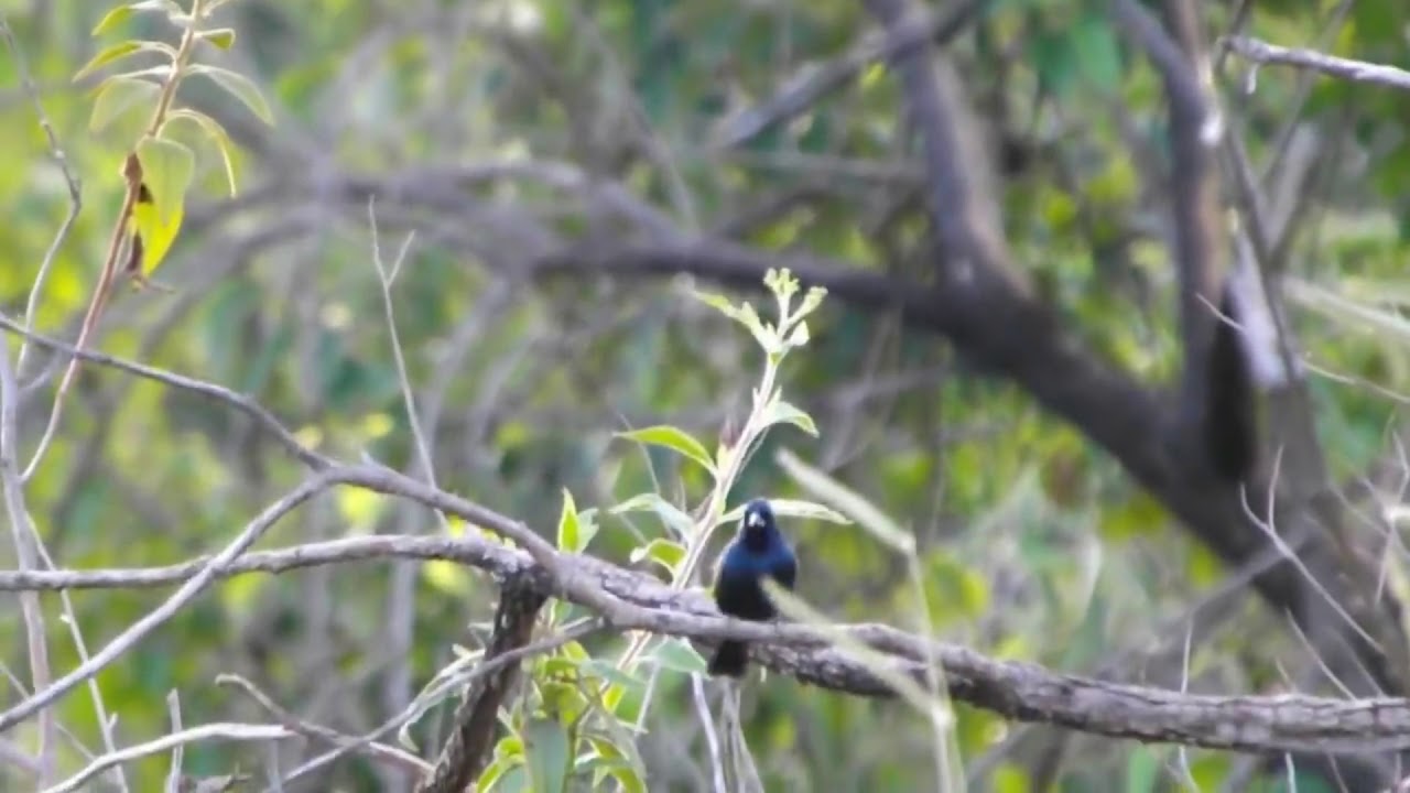 Tiziu Cantando Muito e Fêmea Macheando - Tiziu cantando de Pulo Gravado Natureza