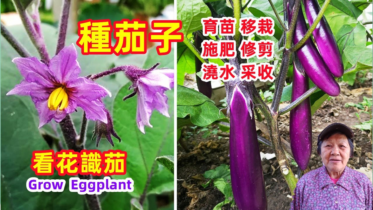 【種茄子】修剪有技巧，看花識茄，育苗，移栽，施肥，修剪，澆水，採收\Mars Hydro