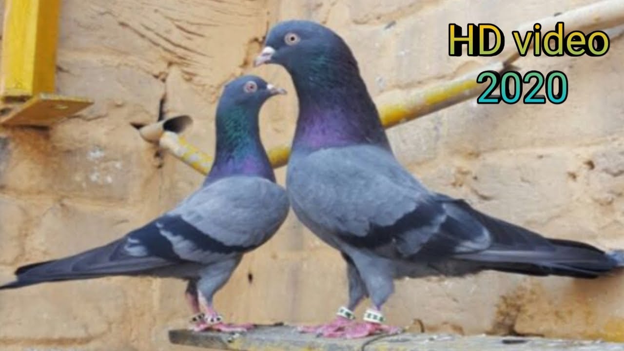 neelay kamagar kabootar •|• famous breed 2020 •|• top quality [faisalabad pigeon]
