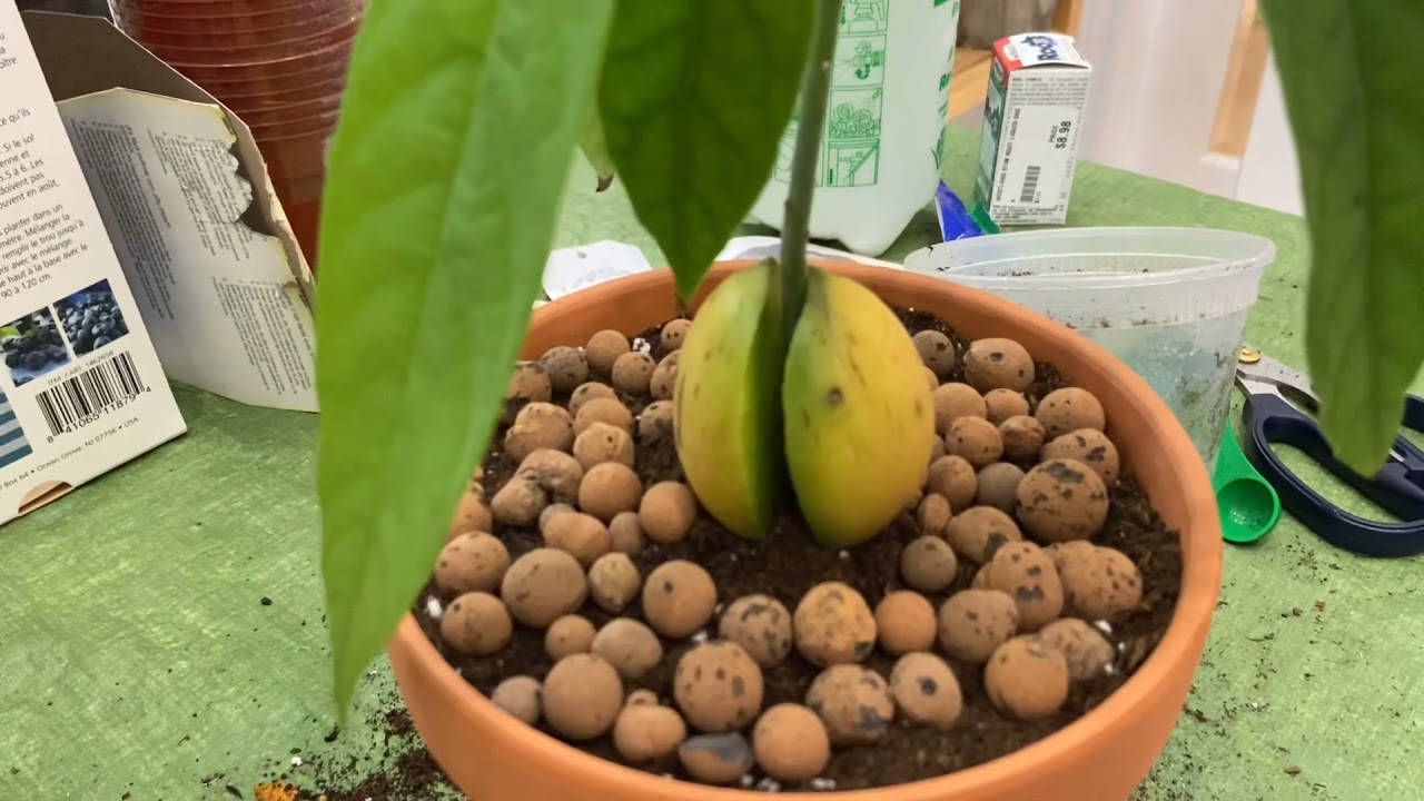 如何给水培牛油果改土培