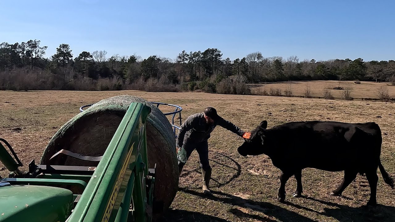 A DEER wiped out my TRUCK and the neighbor needed my help!