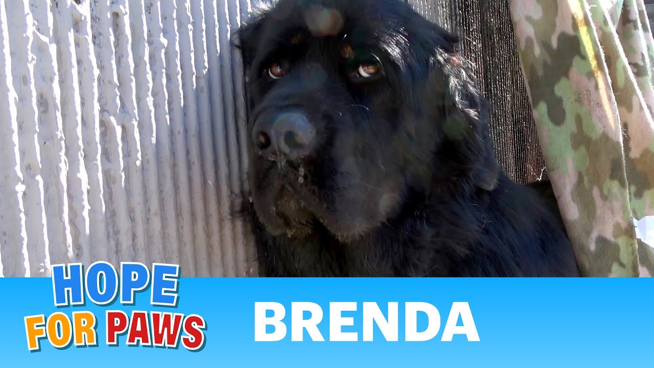 Dog left behind by a homeless person by the freeway - she didn't move! 😢 #rescue