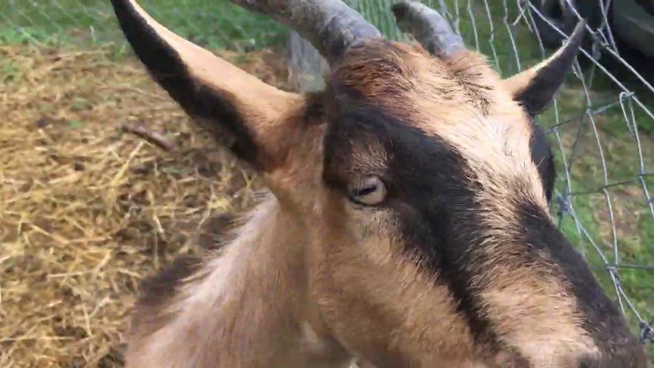 Goats bleat - Kecske mekeg 🐐