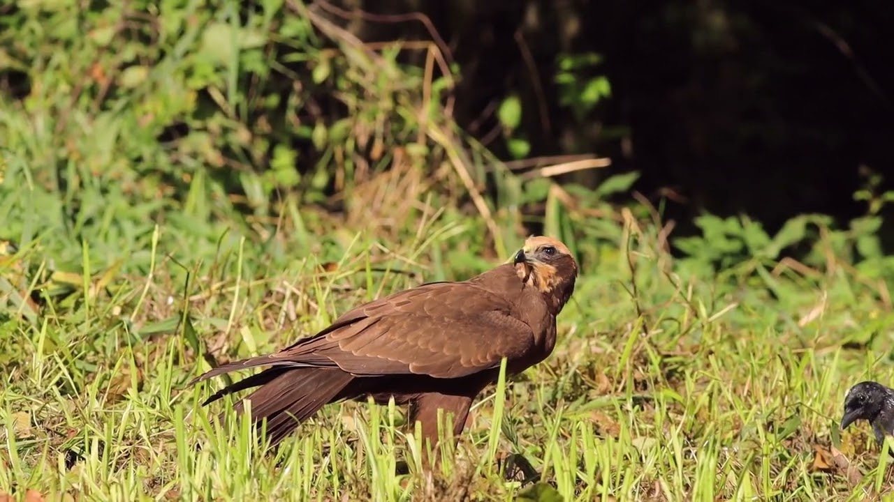 Żerujący błotniak stawowy - Circus aeruginosus