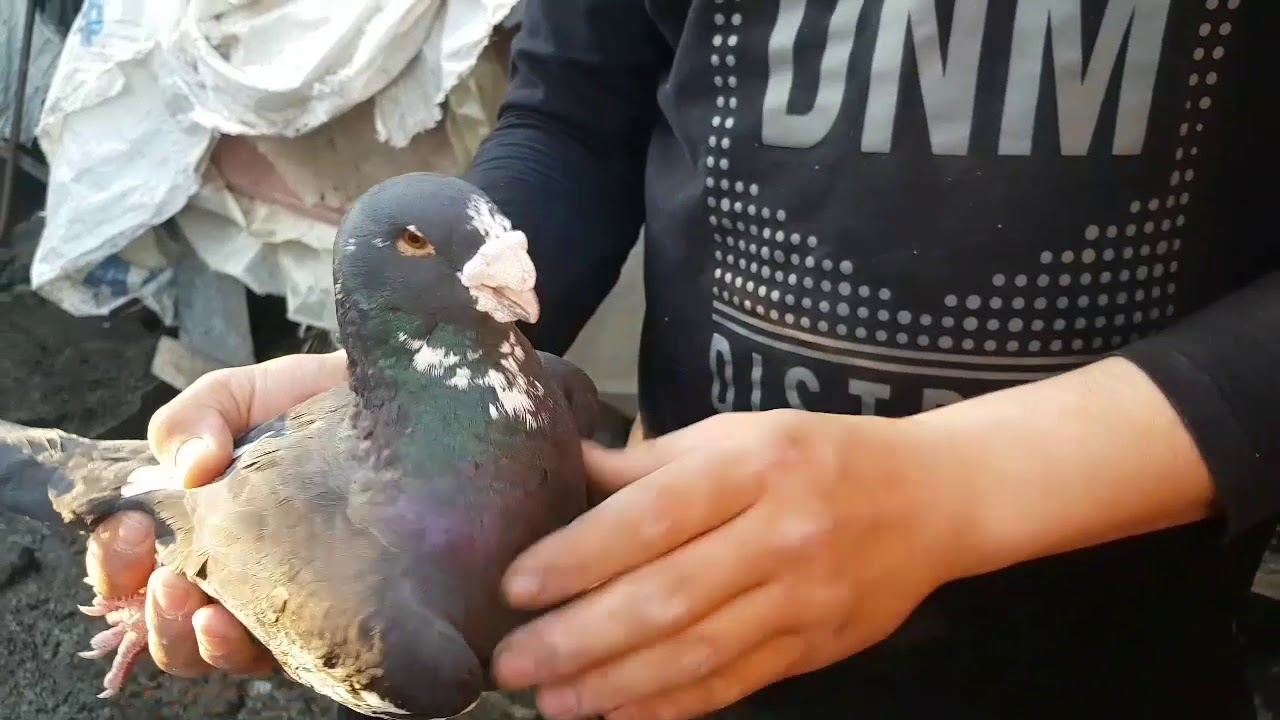 Vlog cu porumbei mei ce noutăți  mai sunt