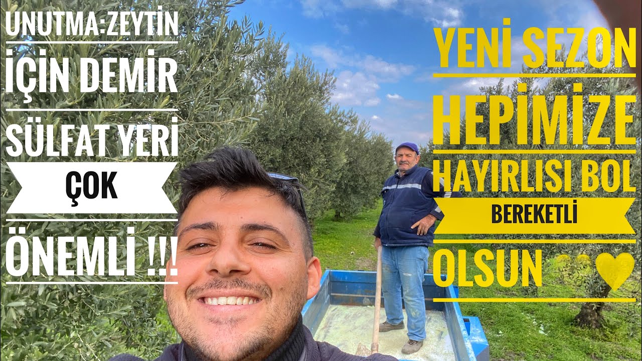 Zeytinlerimize Demir sülfat +Üre uygulaması