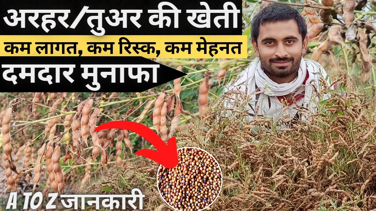 Arhar 🌿ki kheti | Red gram | Pigeon pea | variety, seed rate, sowing, spray, fertigation, harvesting