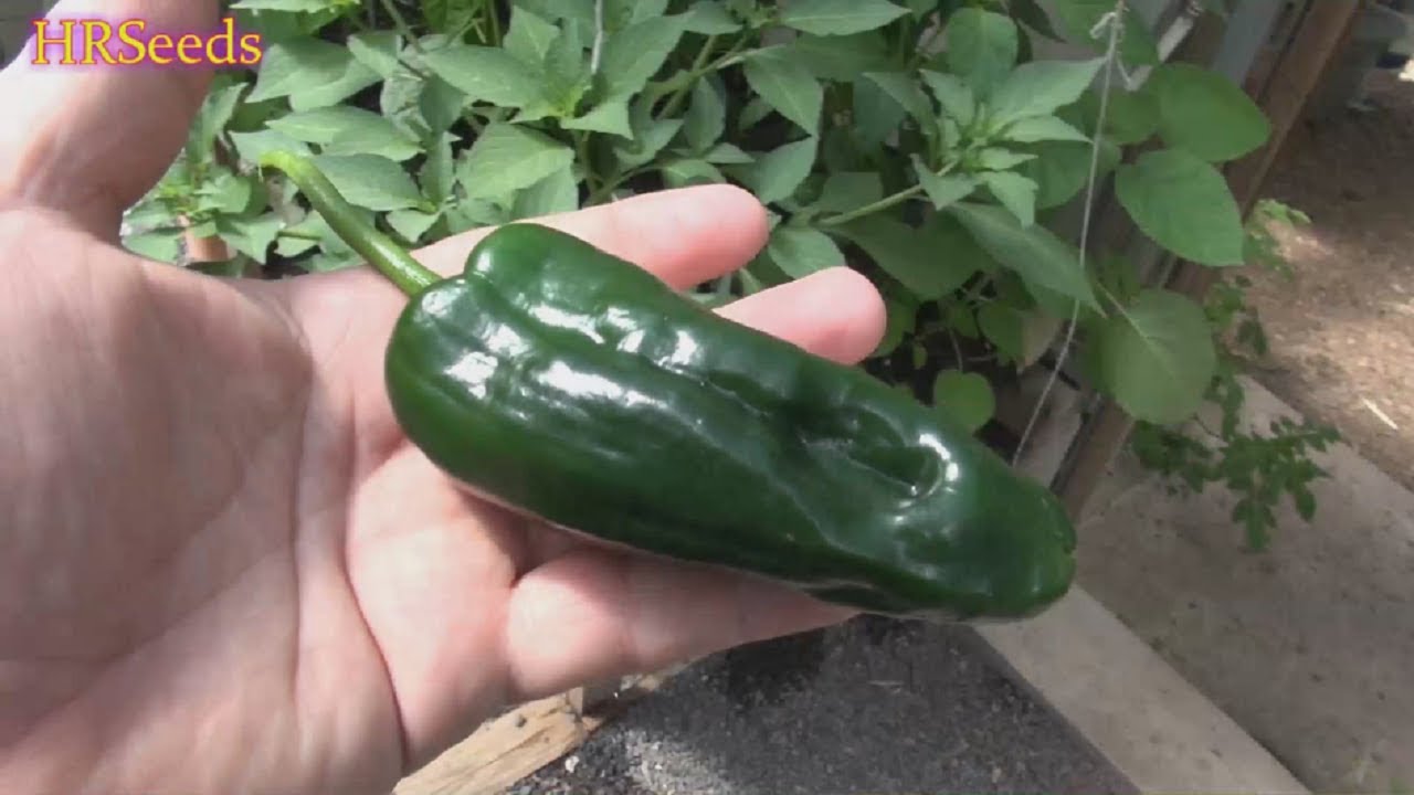 ⟹ Ancho Chile Pepper | Capsicum annuum | Pod Review